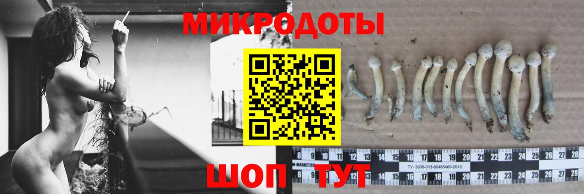 Галлюциногенные грибы Psilocybine cubensis Горячий Ключ