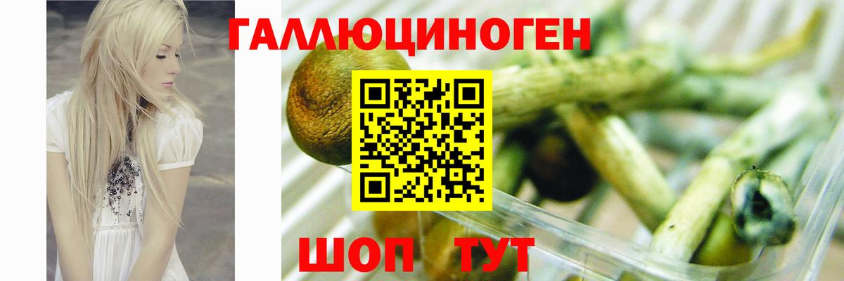 Галлюциногенные грибы Psilocybine cubensis  Псилоцибиновые грибы мицелий  Вход с VPN  Горячий Ключ 